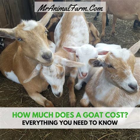 how much a goat cost